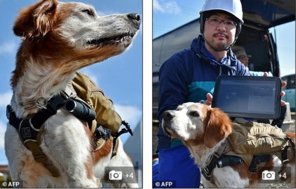 太給力！搜救犬也有智能背心了
