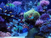 養(yǎng)魚怕麻煩？請個智能“專家”來幫你吧